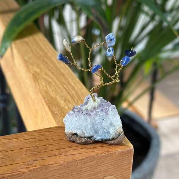 Bonsai boom - Sodaliet