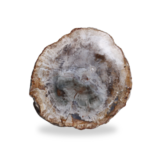 Versteend hout - dik - #1